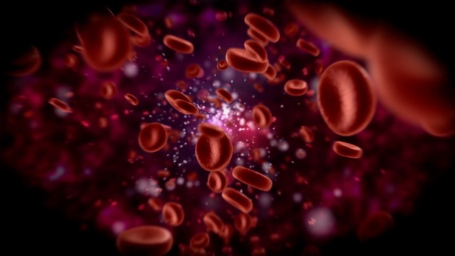 Red Blood Cells Flow - Traveling through a vein