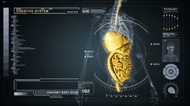 Digestive Anatomy on Virtual Futuristic Wireframe Interface