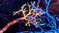 Neuronal Synapse Activity inside the Human Brain.