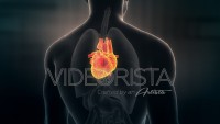 Anatomy of Human Male Heart on Black Background. Seamless Loop.Animation.