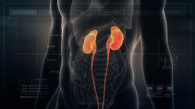 Anatomy of Human Male Kidneys on Futuristic Medical Interface dashboard. Seamless Loop. Animation.
