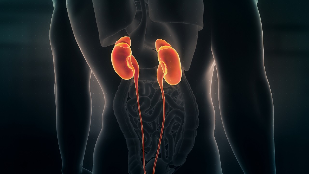 Image result for kidney background