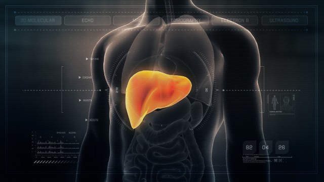 Anatomy of Human Male Liver on Futuristic Medical Interface dashboard. Seamless Loop.Animation.