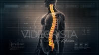 Anatomy of Human Male Spinal Cord on Futuristic Medical Interface dashboard. Seamless Loop.Animation.