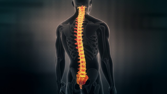 Anatomy of Human Male Spinal Cord on black background. Seamless Loop.Animation.
