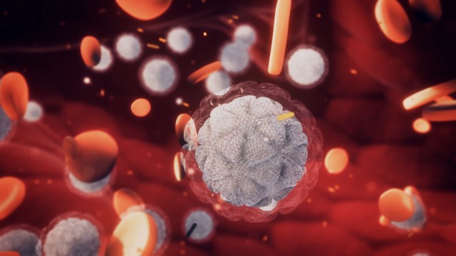 Immune system cells floating among red blood cells inside blood vessel.