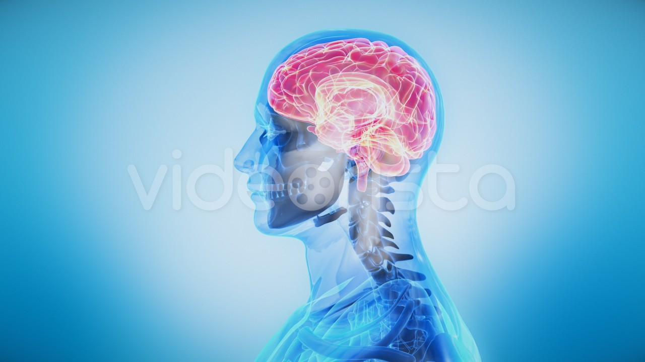 Close up animation of Brain. Human Male Transparent Body Rotating. Nervous  System. Organs and Bones.