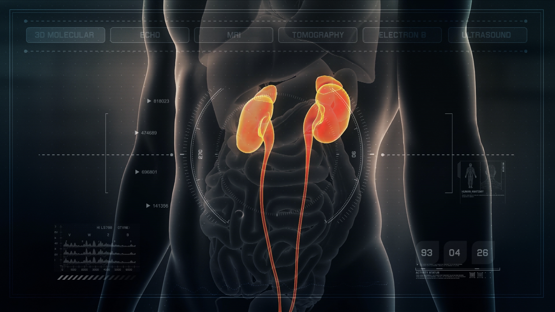 Futuristic Interface Display of Human Male Kidneys on Medical Screen