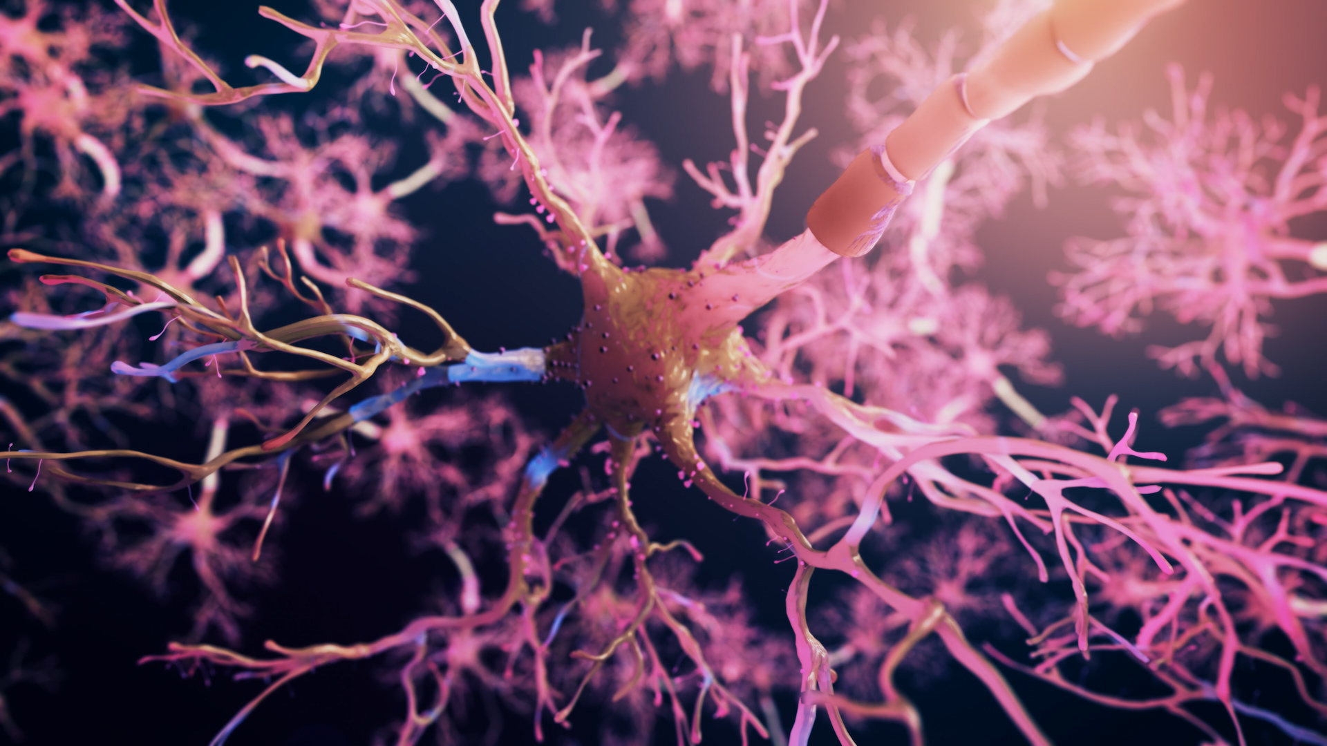 Real Neuron synapse network 3D animation. Flight through brain nervous  system.
