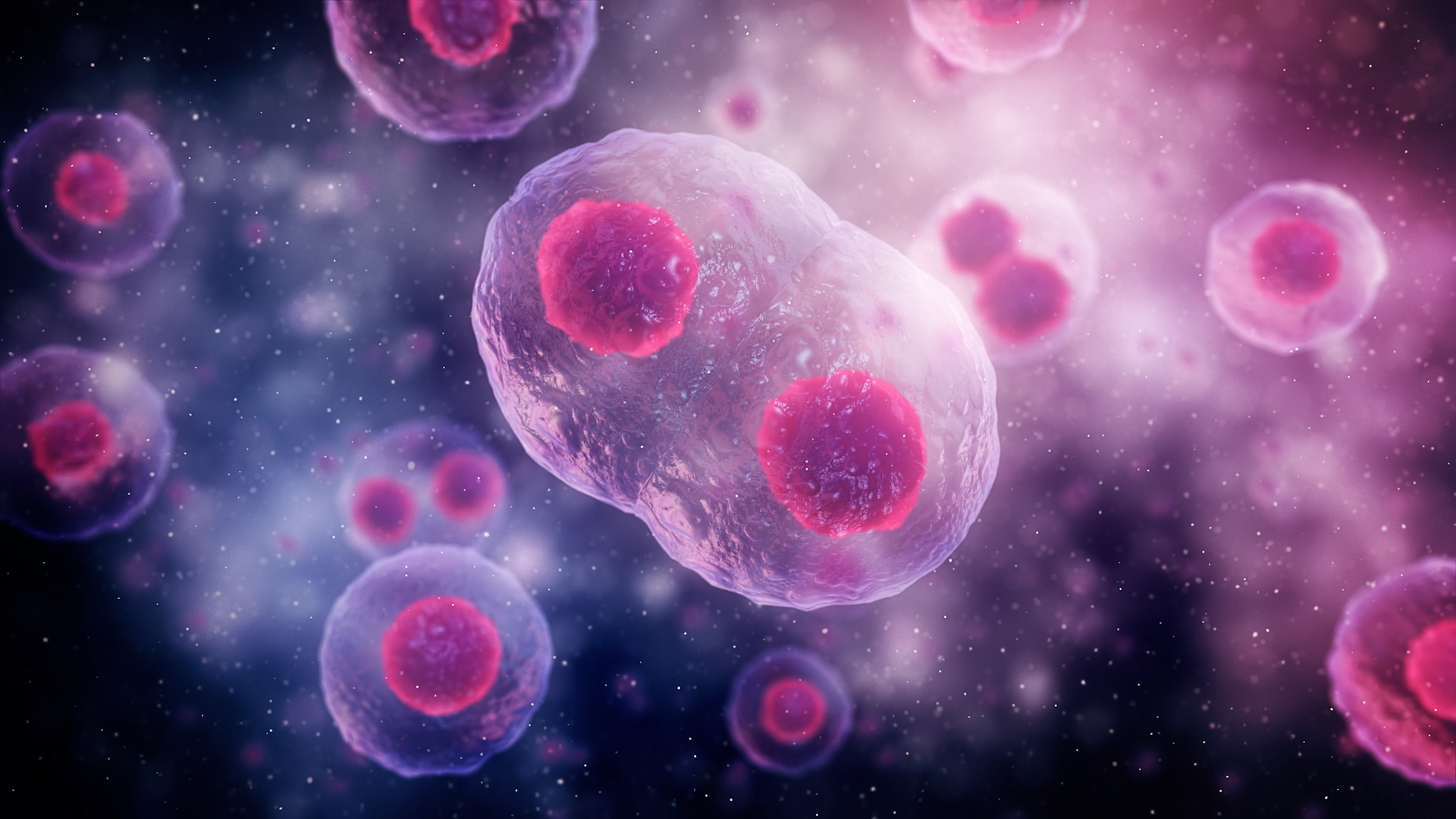 cell cycle mitosis animation